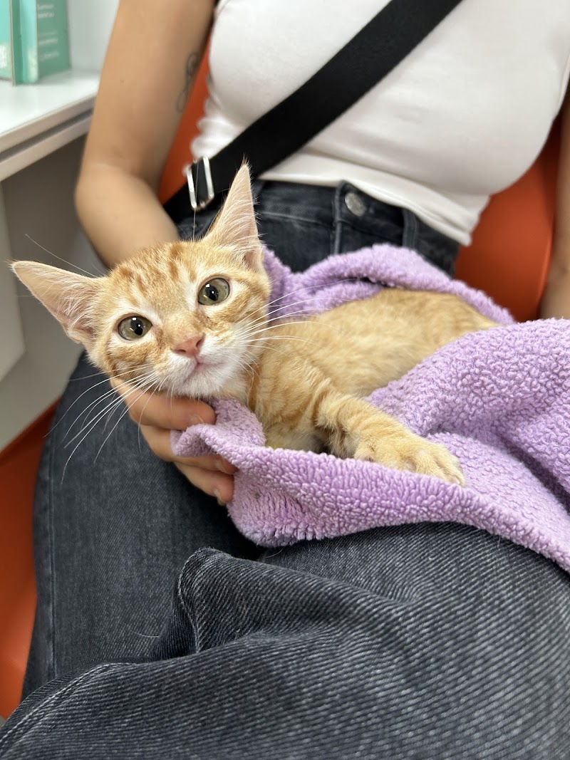 Hospital Veterinari Balmes