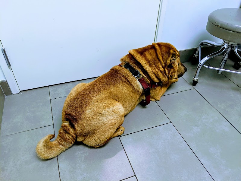 Animal Dermatology Clinic