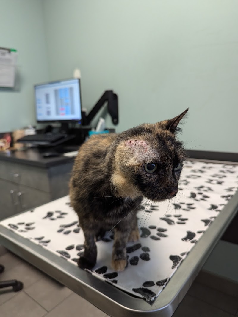 Animal Dermatology Clinic