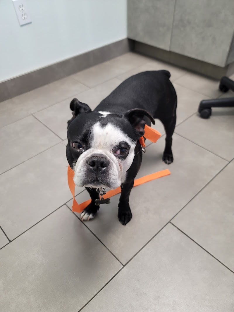 Animal Dermatology Clinic