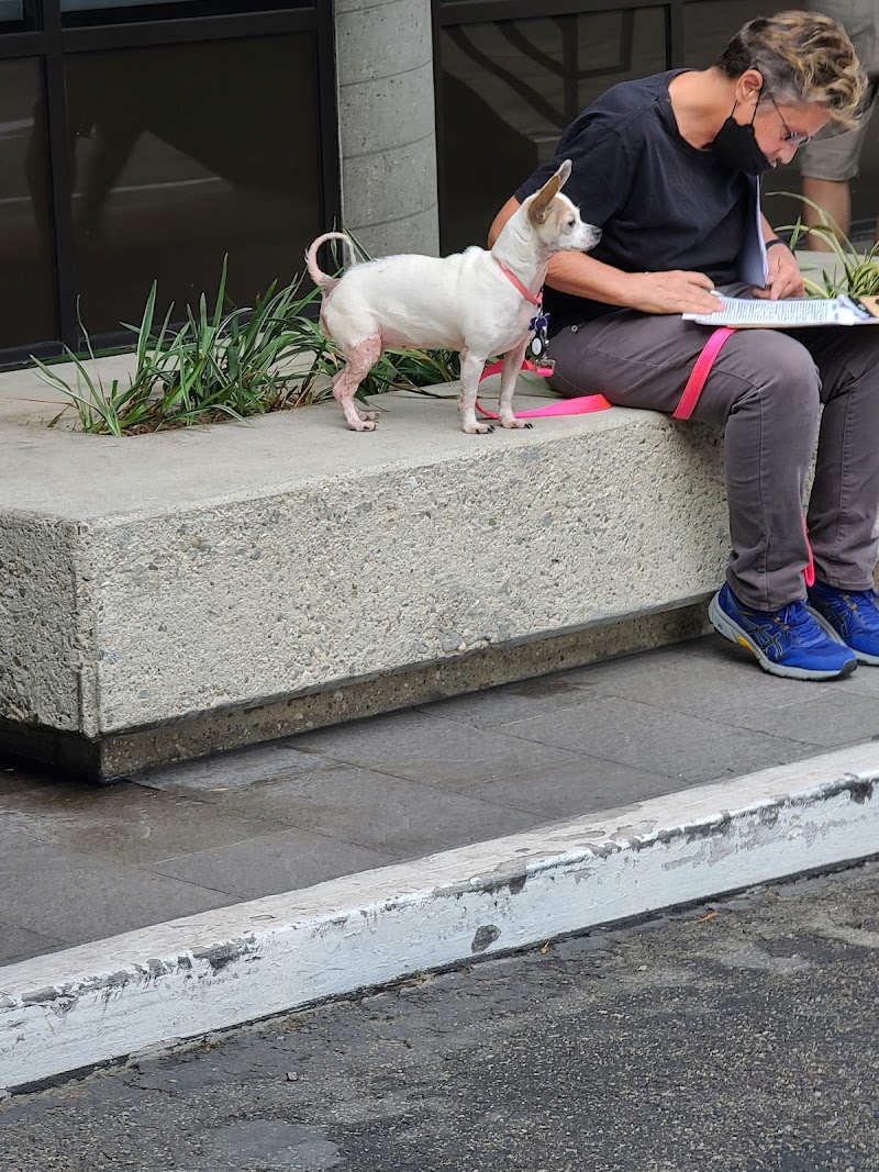 Animal Dermatology Clinic