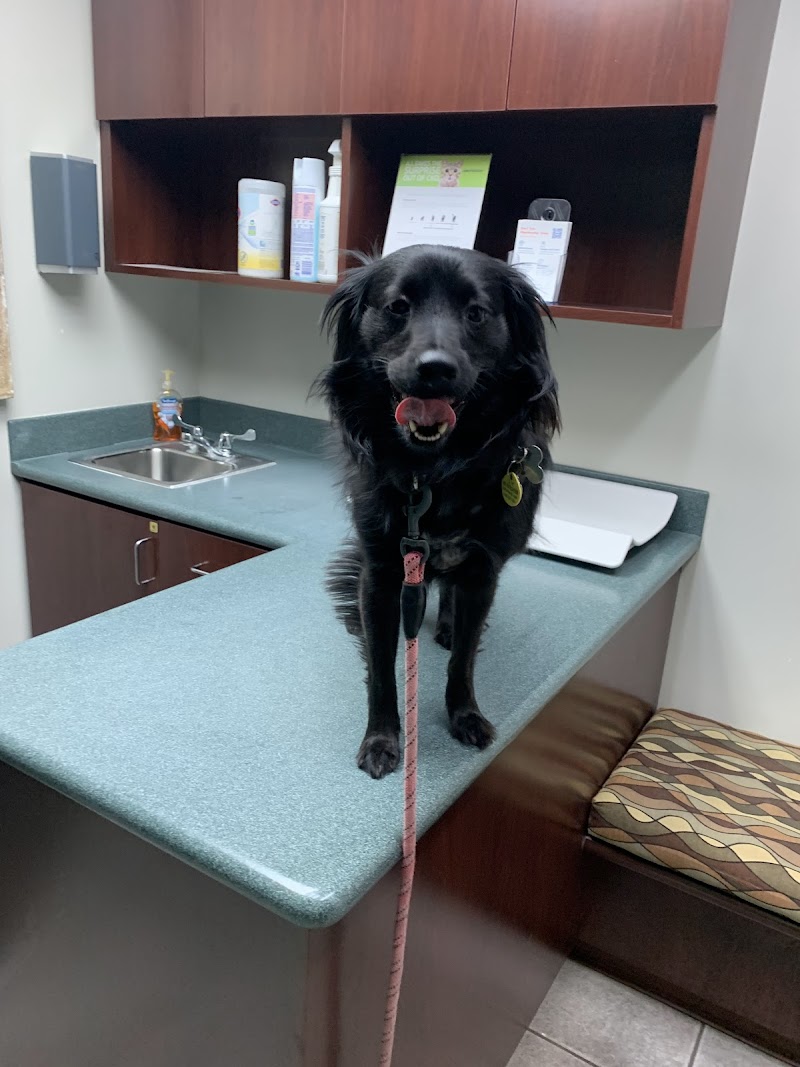Animal Dermatology Clinic