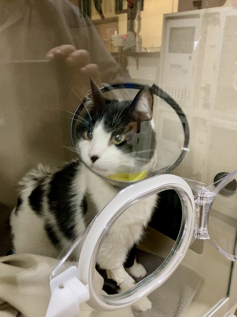 DoveLewis 24/7 Veterinary Emergency Hospital