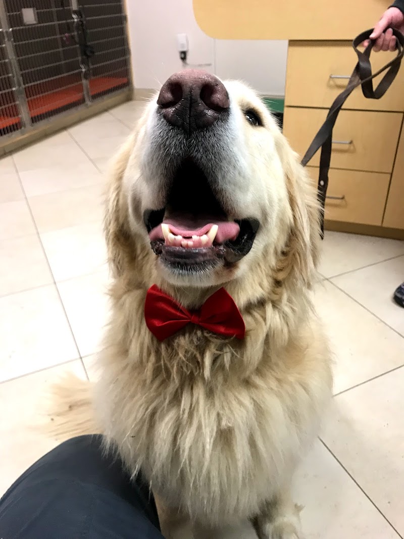 ARCHVET Animal Hospital