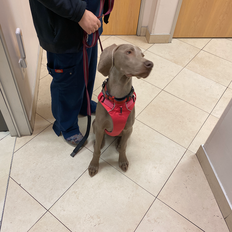 ARCHVET Animal Hospital