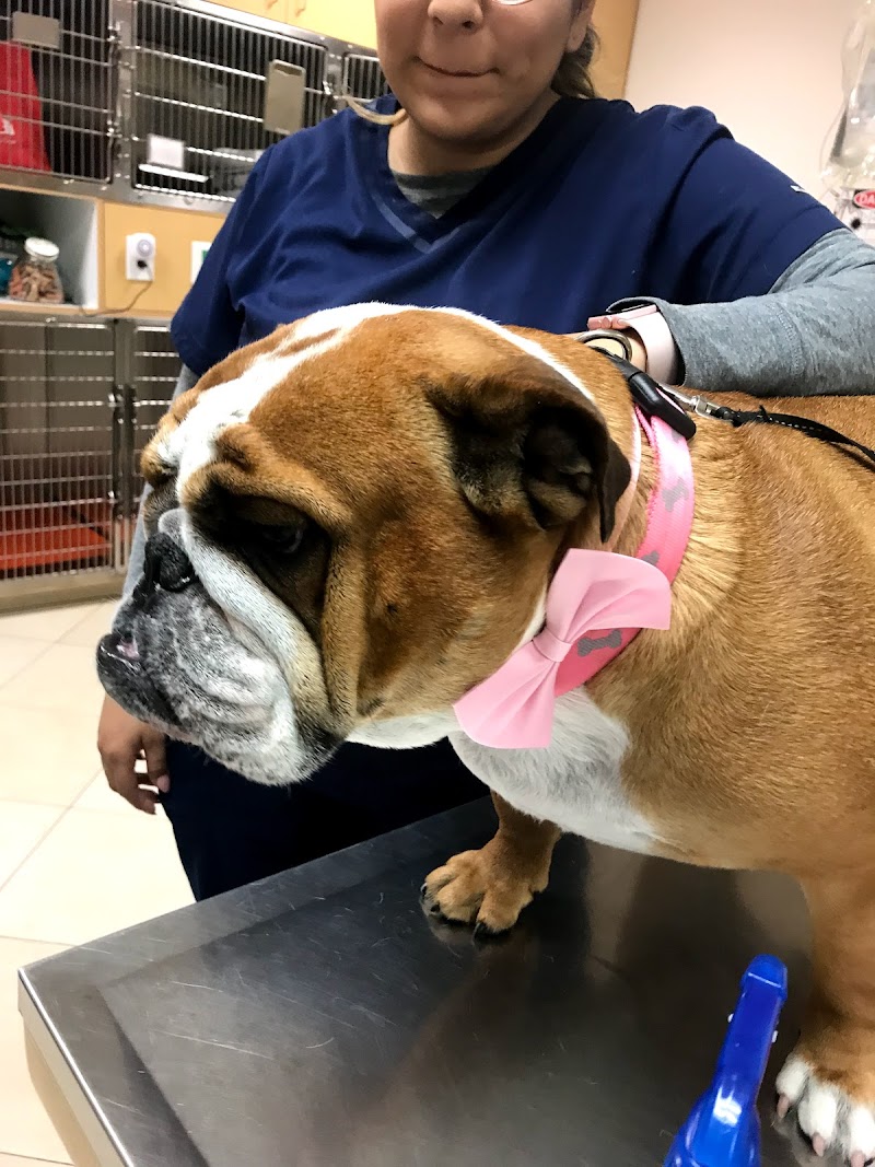 ARCHVET Animal Hospital