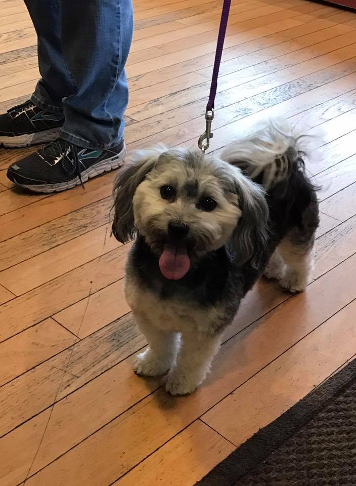 Animal Dermatology Clinic Portland