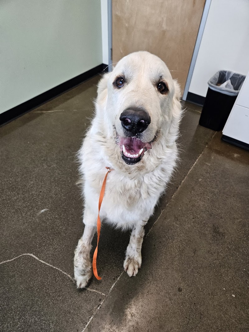 Animal Dermatology Clinic Portland