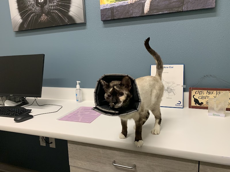 Animal Dermatology Clinic Portland
