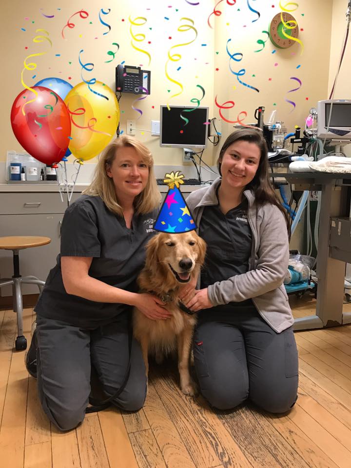 Animal Dermatology Clinic Portland