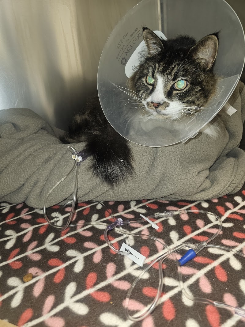 BluePearl Pet Hospital