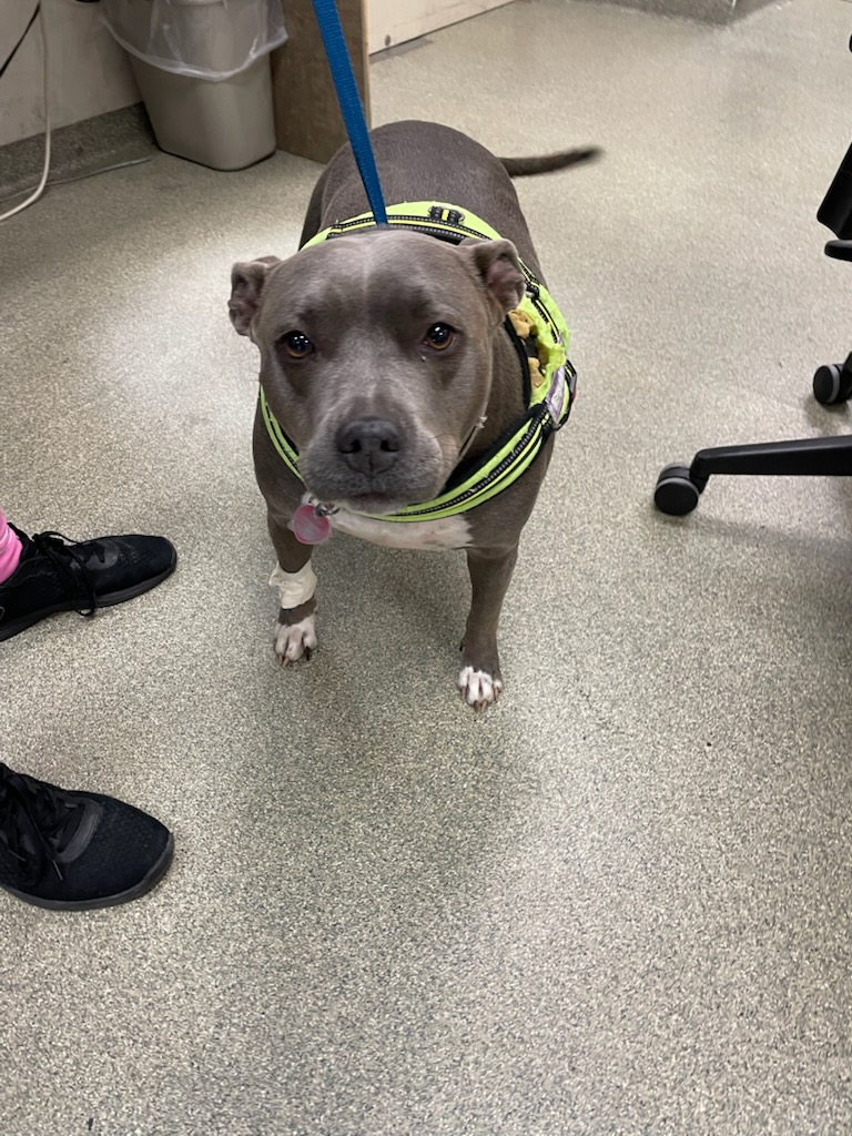 BluePearl Pet Hospital