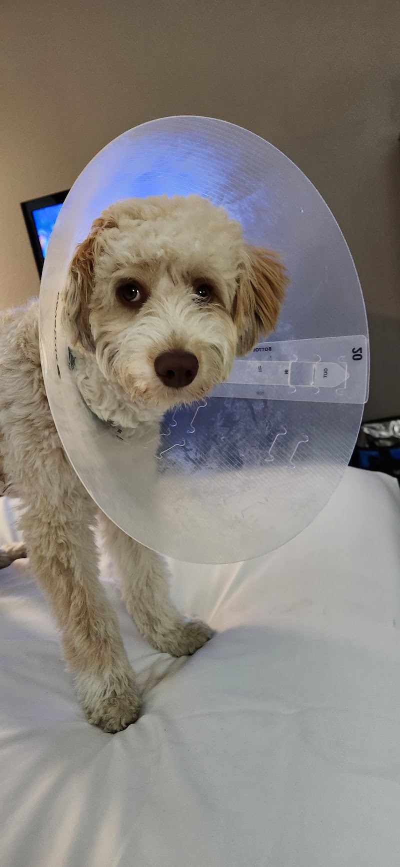 West Coast Animal Hospital