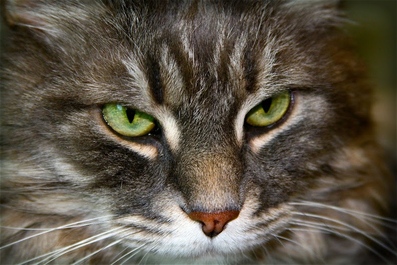 Santa Monica Pet Medical Center