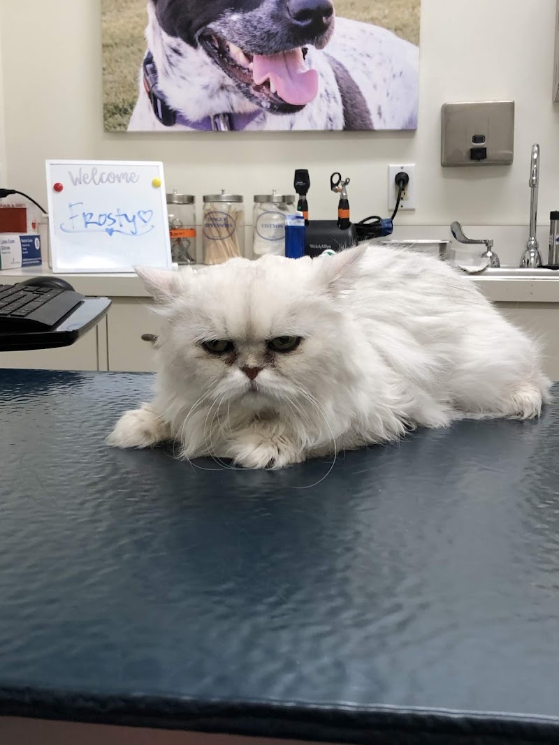 Media City Animal Hospital