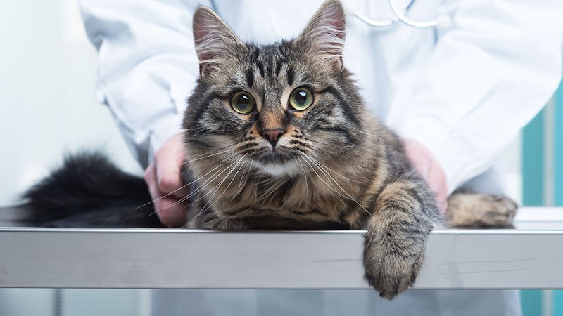 Media City Animal Hospital