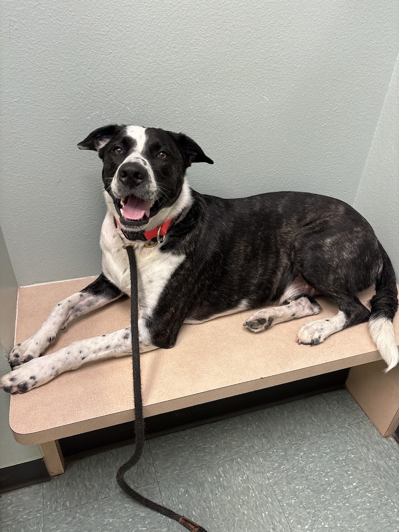 Ohio Drive Animal Hospital