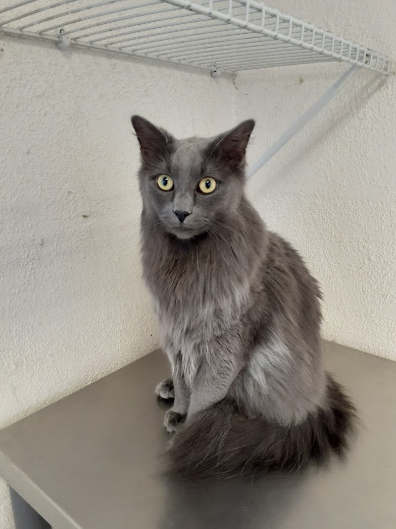 Somis Veterinary Hospital
