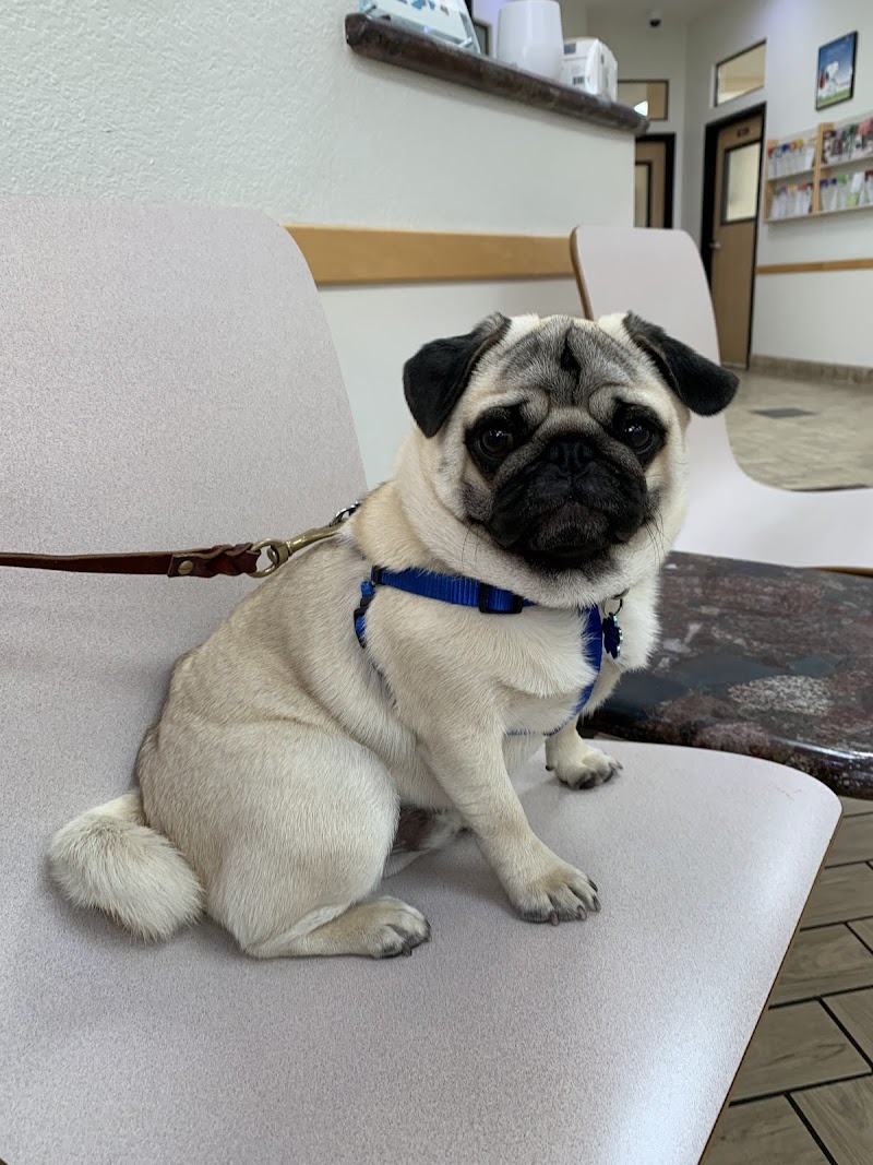 All Pets Veterinary Hospital