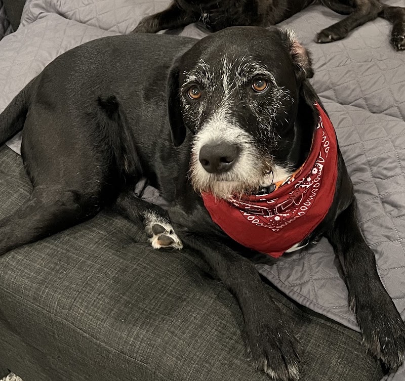 VCA Veterinary Referral and Emergency Center