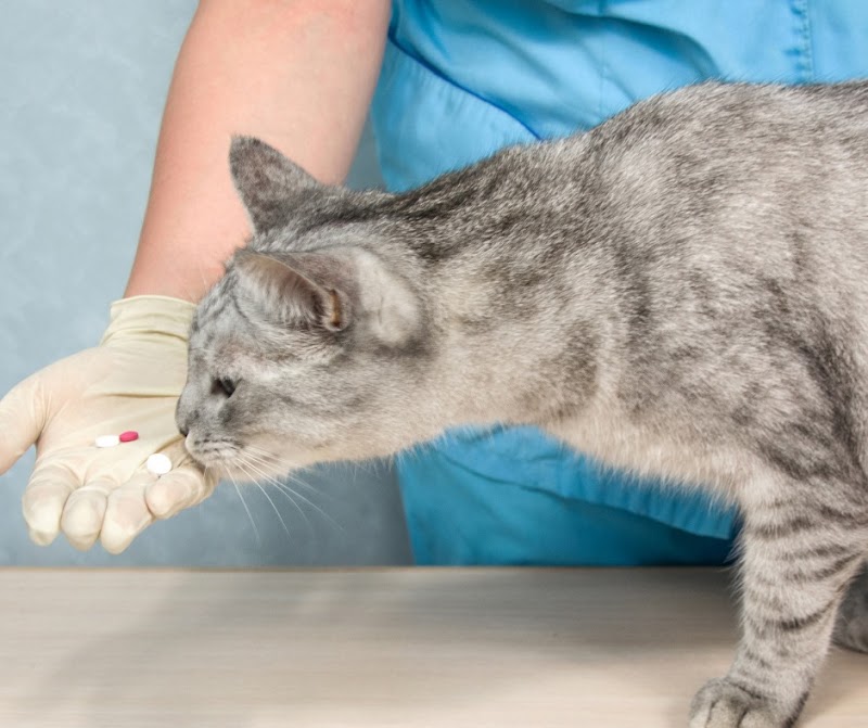 CVCA Cardiac Care for Pets