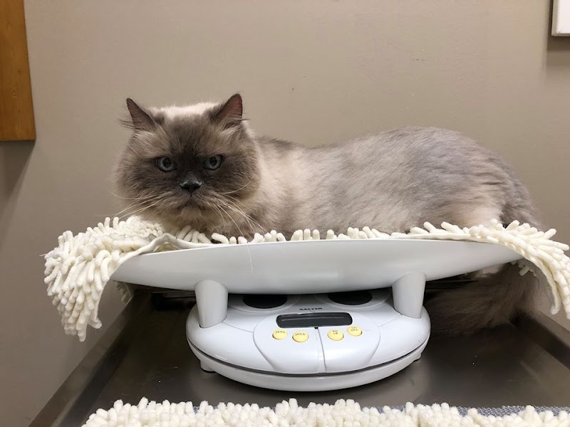 CVCA Cardiac Care for Pets