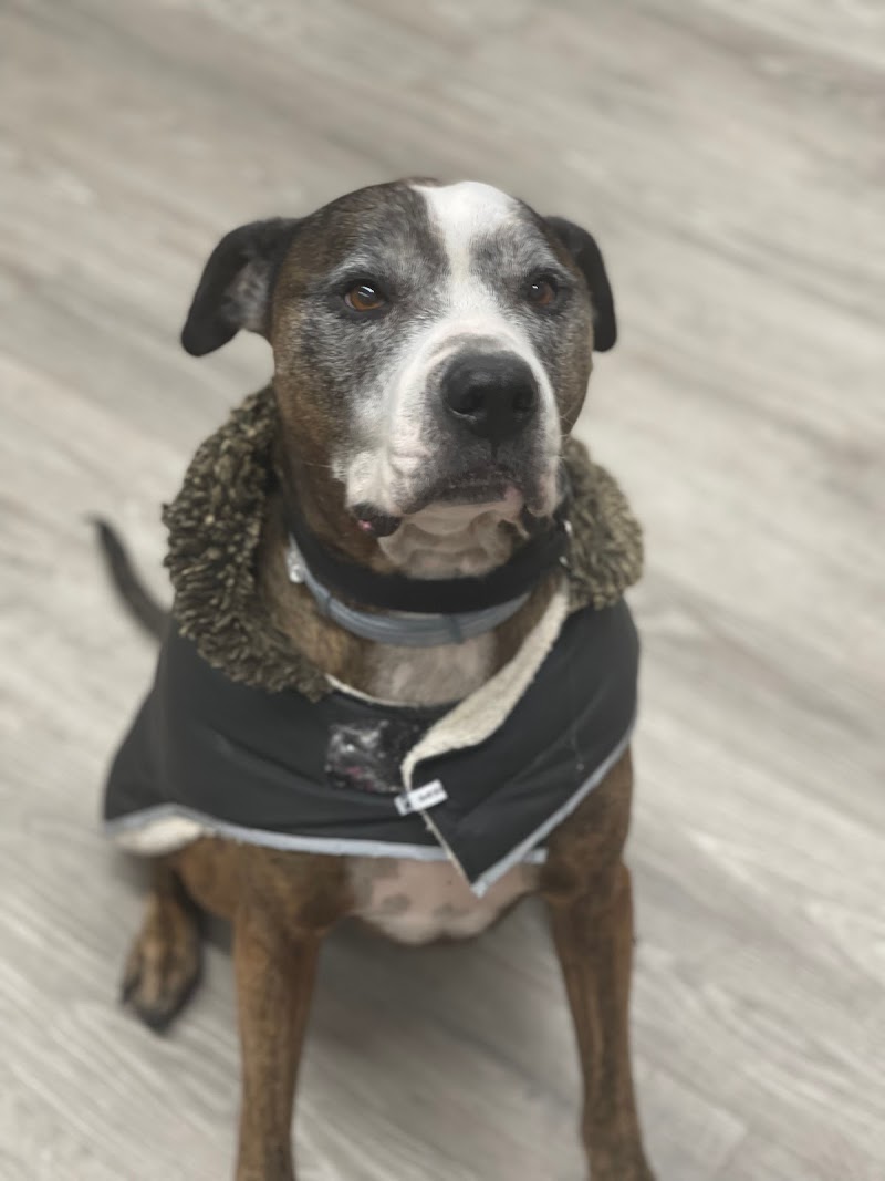 Veterinary Cancer Specialists of New England