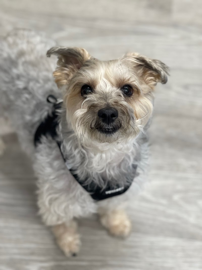 Veterinary Cancer Specialists of New England