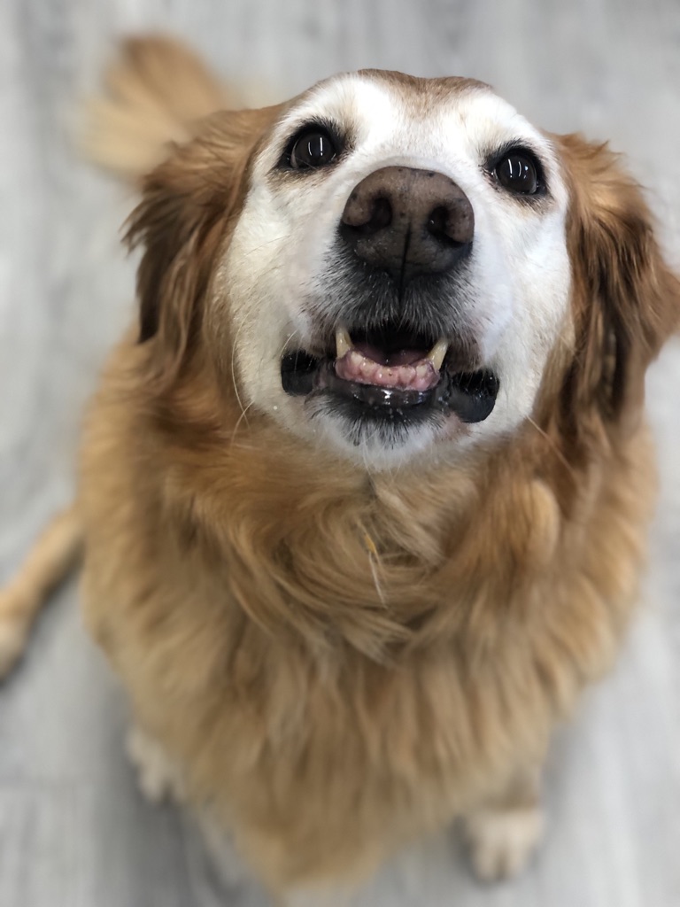 Veterinary Cancer Specialists of New England