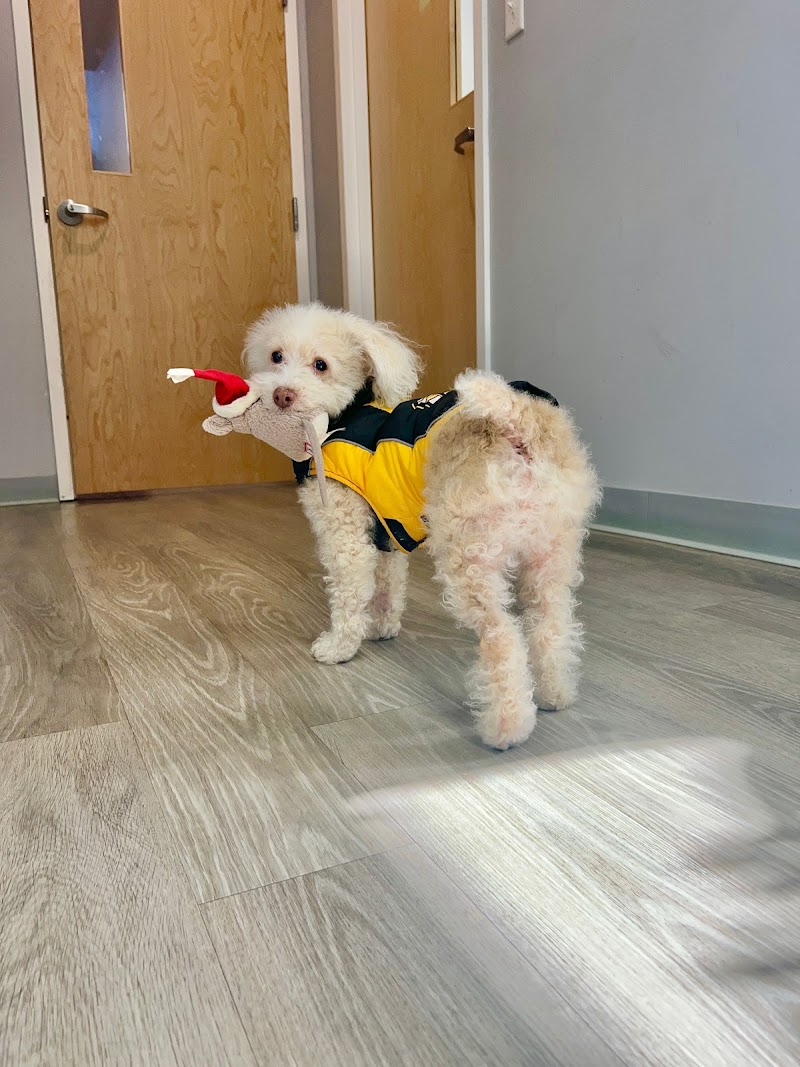 Veterinary Cancer Specialists of New England