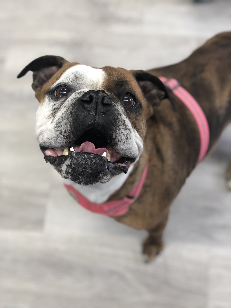 Veterinary Cancer Specialists of New England