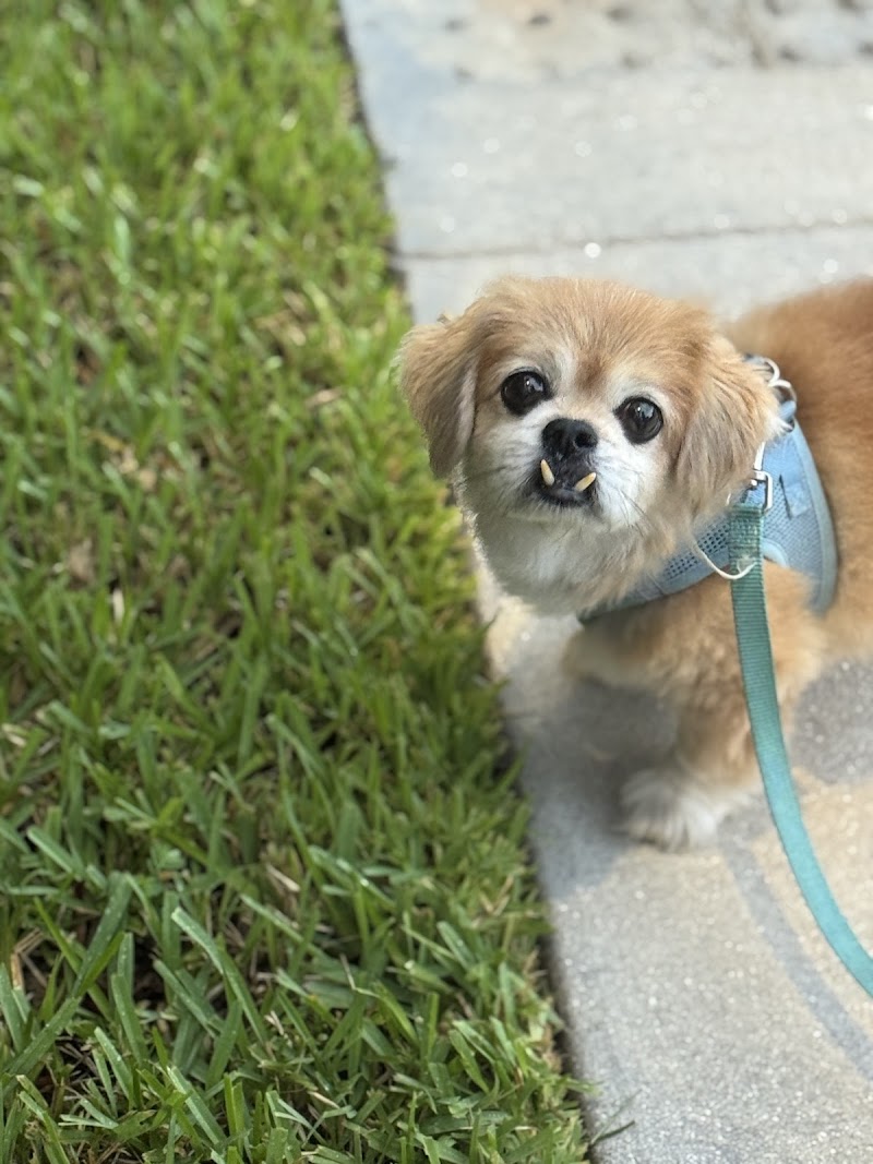 Sawgrass Veterinary Cardiology