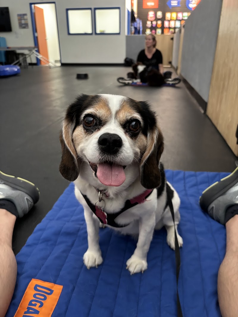 Sawgrass Veterinary Cardiology