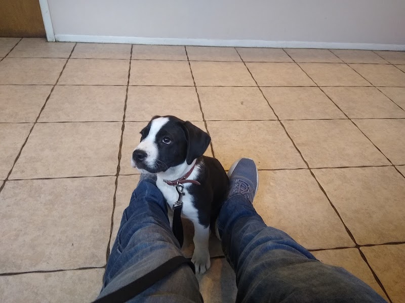 Leon Valley Veterinary Hospital