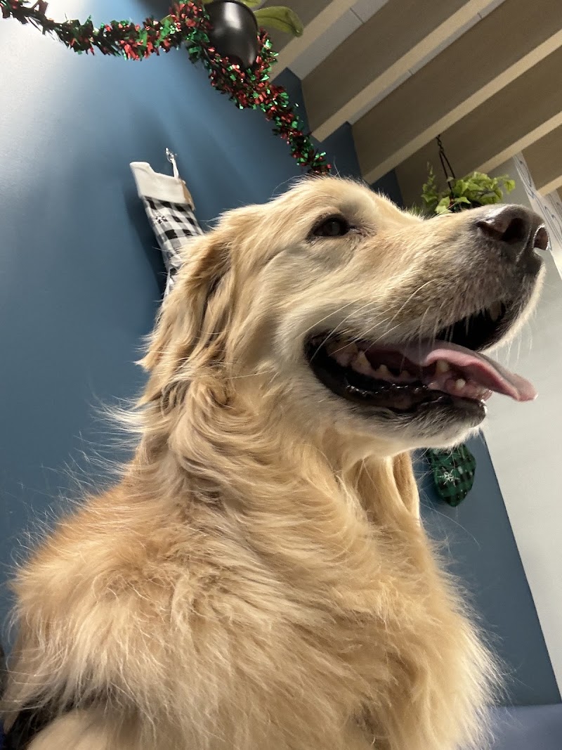 PetCure Oncology Chicago - Advanced Cancer Treatments for Cats & Dogs - Hoffman Estates