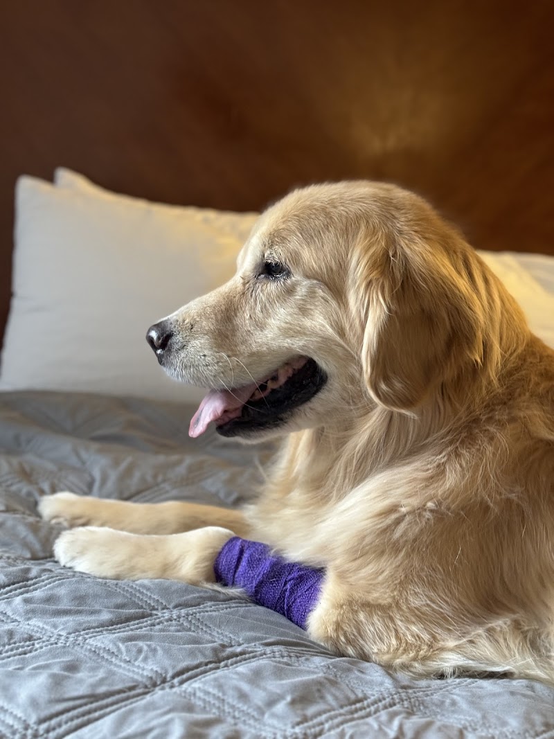 PetCure Oncology Chicago - Advanced Cancer Treatments for Cats & Dogs