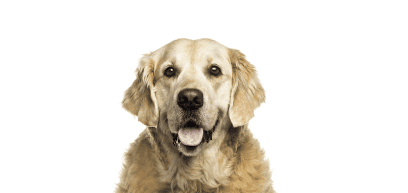 PetCure Oncology Chicago - Advanced Cancer Treatments for Cats & Dogs