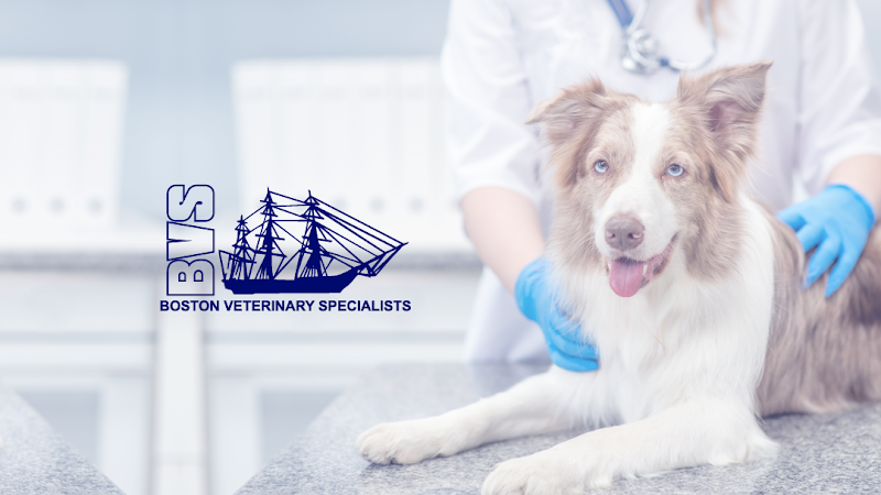 Boston Veterinary Specialists - Dedham