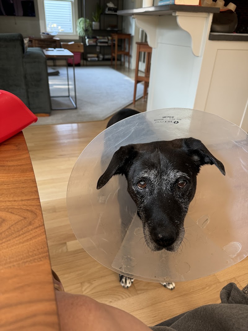 Boston Veterinary Specialists