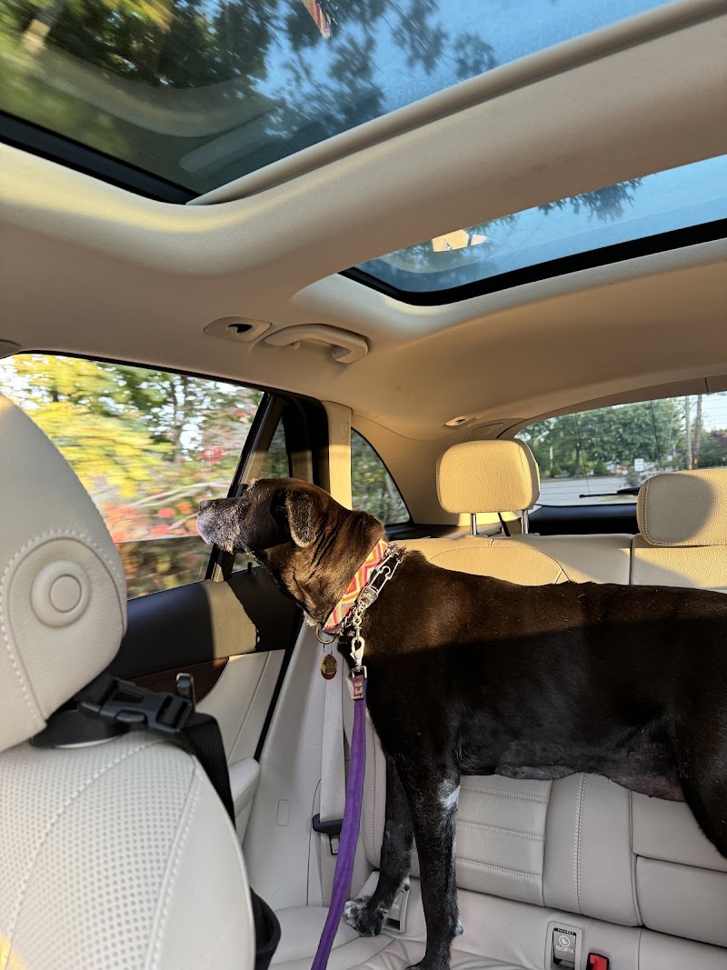 Boston Veterinary Specialists
