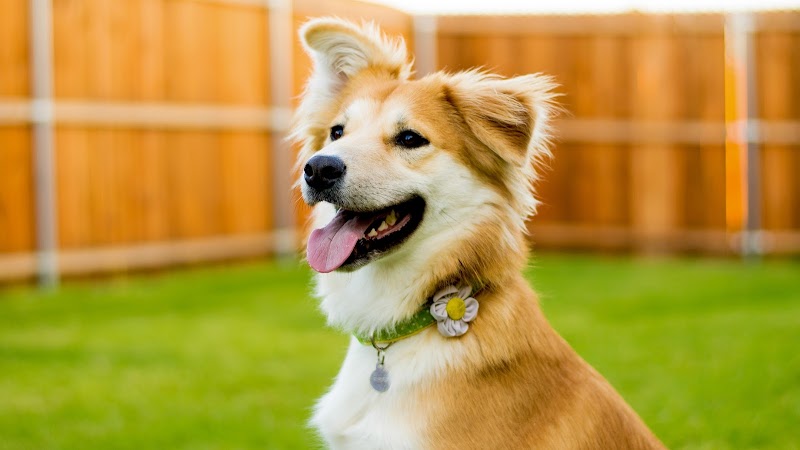 Dedham Veterinary Associates - Dedham