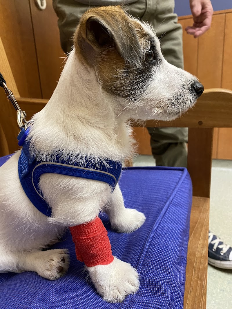 Dedham Veterinary Associates