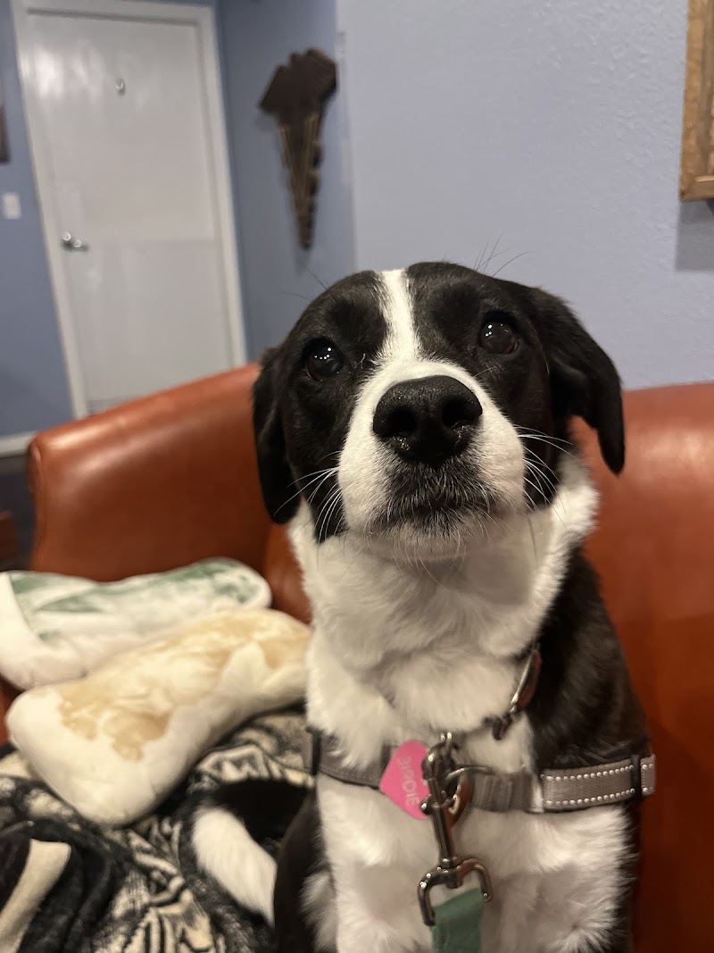 Star of Texas Veterinary Hospital