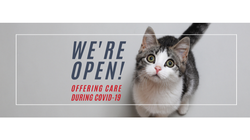 Cat & Dog Hospital of Portland