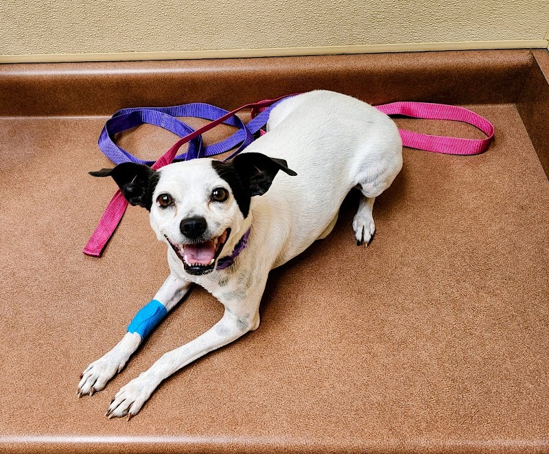 Dodd Animal Hospital