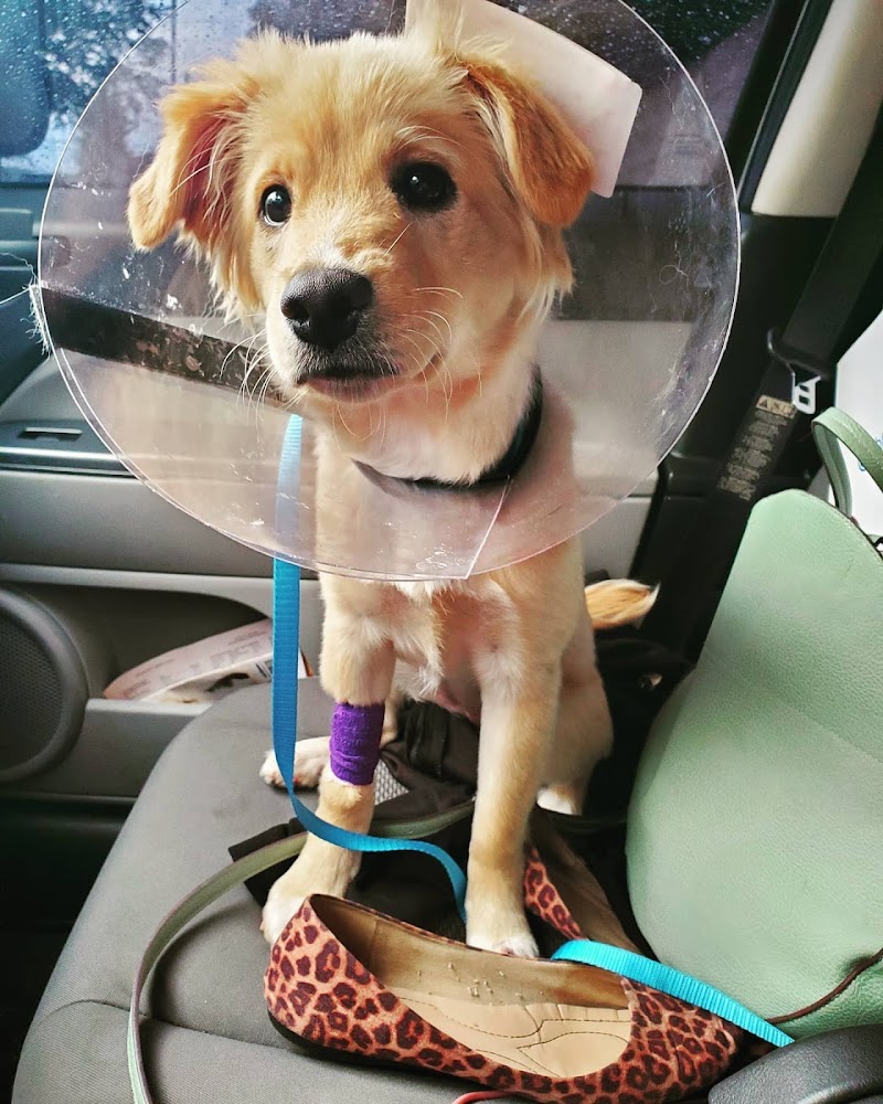 Georgia Veterinary Specialists - Sandy Springs