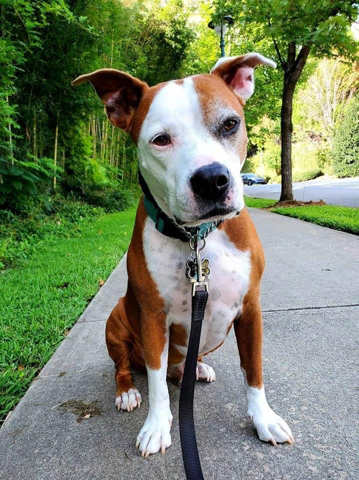 Georgia Veterinary Specialists