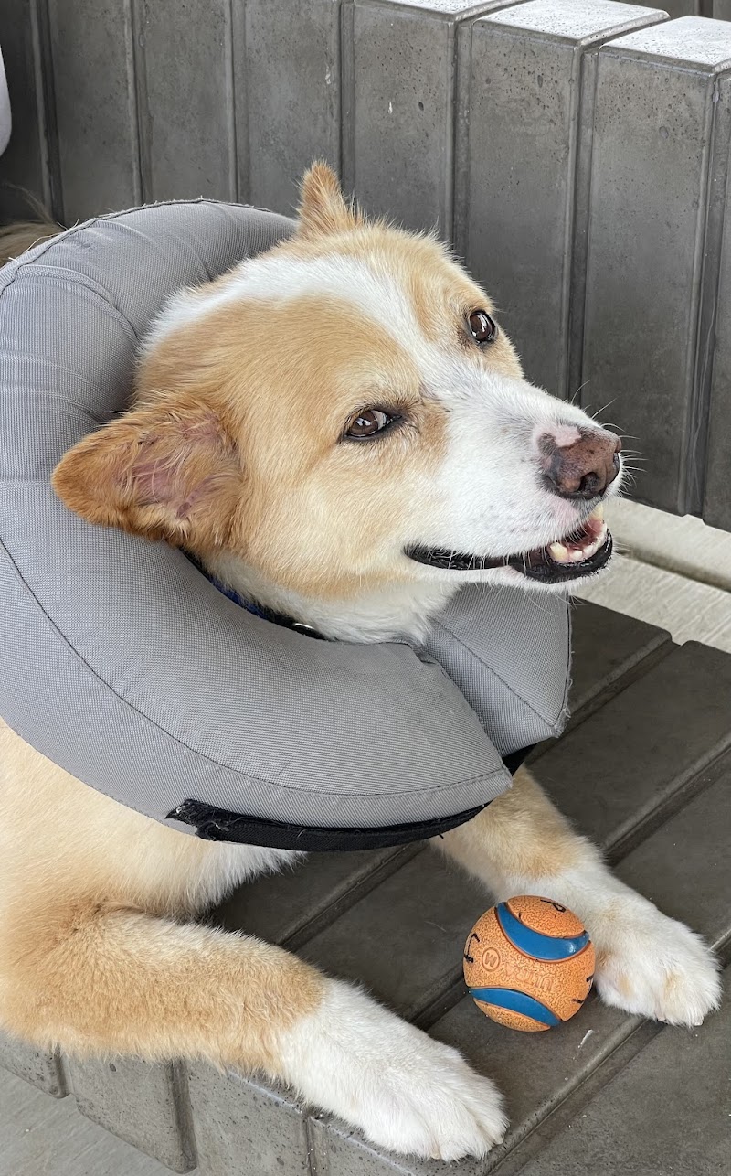 VCA Pacific Petcare Animal Hospital