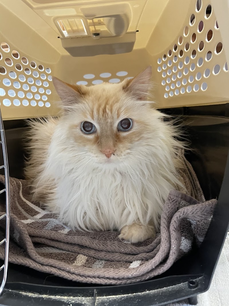 Buckingham-Plano Road Veterinary Clinic