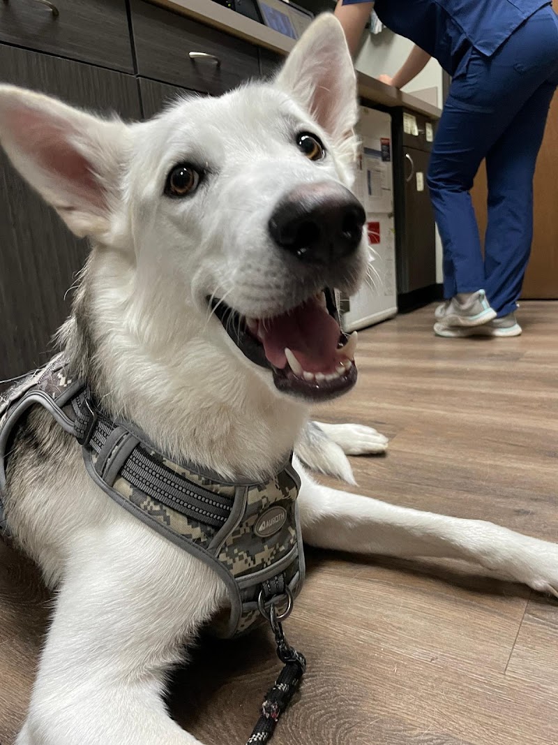 Buckingham-Plano Road Veterinary Clinic